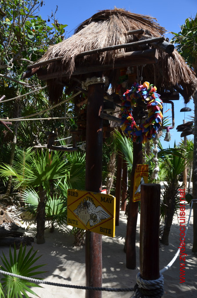 195: Carnival Magic, BC5, John Heald's Bloggers Cruise 5, Cozumel, Island Taxi Tour, Coconuts, 