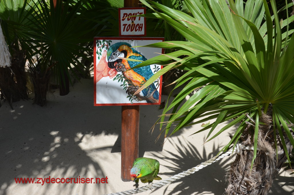 216: Carnival Magic, BC5, John Heald's Bloggers Cruise 5, Cozumel, Island Taxi Tour, Coconuts, 