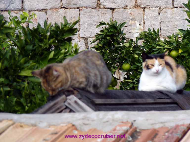 4815: Carnival Dream - Dubrovnik, Croatia - Country Home in Konavle - Here kitty, kitty, kitty