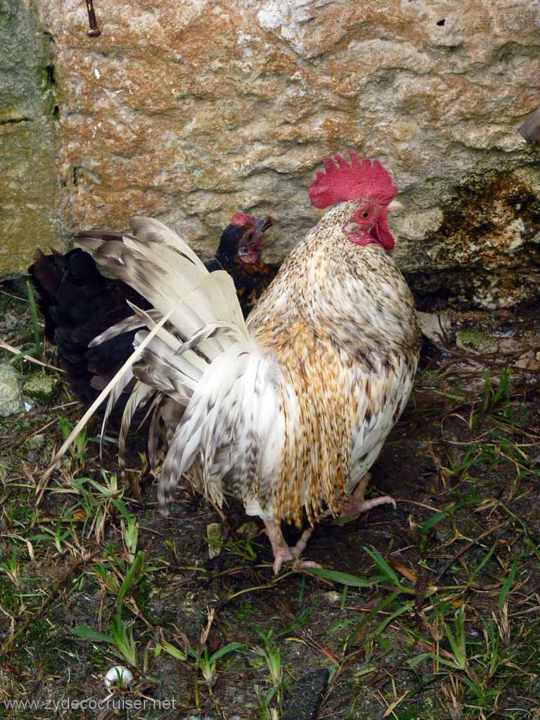 2712: Chickens, Pretty Bird, Royal Naval Dockyards, Bermuda
