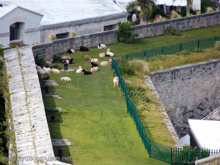 2773: sheep at The Keep, Royal Naval Dockyard, Bermuda