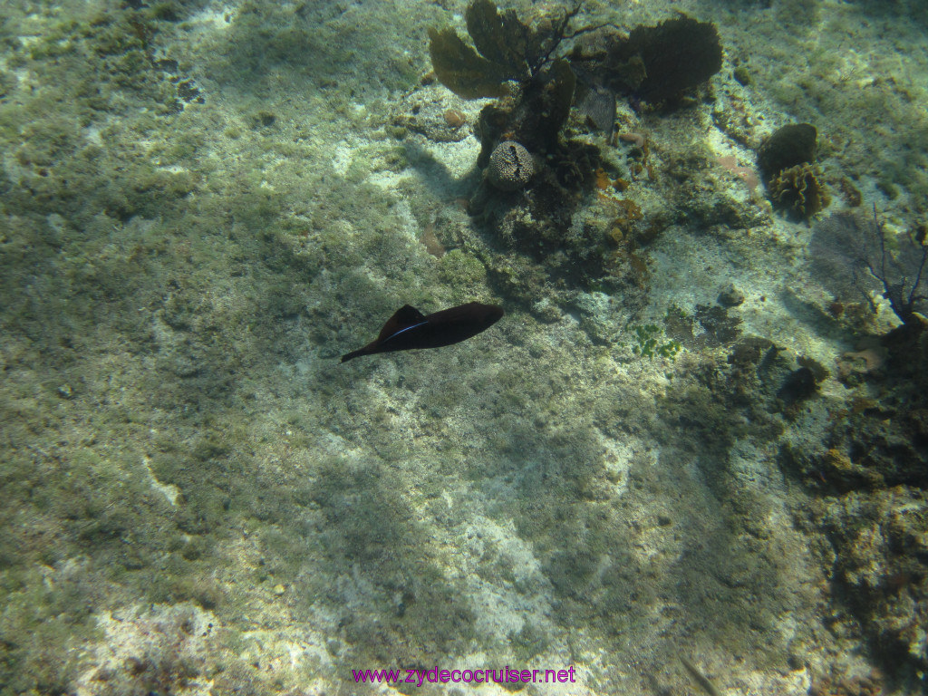 057: Carnival Elation Cruise, Cozumel, Two Reef Snorkeling by Boat, 
