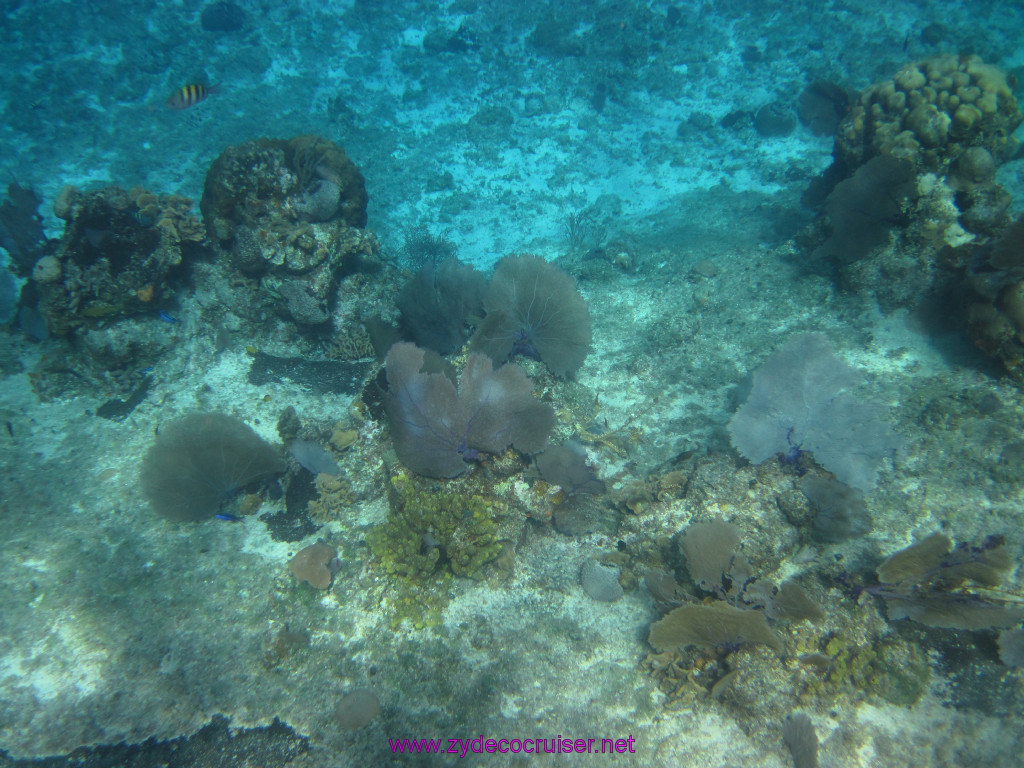 059: Carnival Elation Cruise, Cozumel, Two Reef Snorkeling by Boat, 