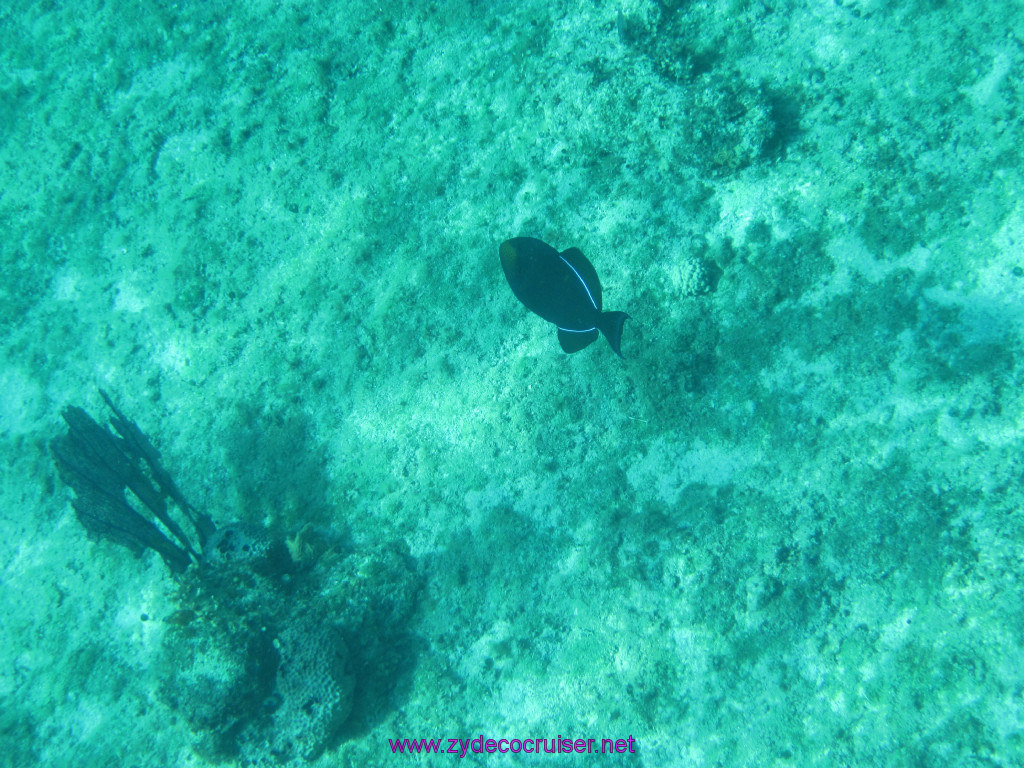 065: Carnival Elation Cruise, Cozumel, Two Reef Snorkeling by Boat, 