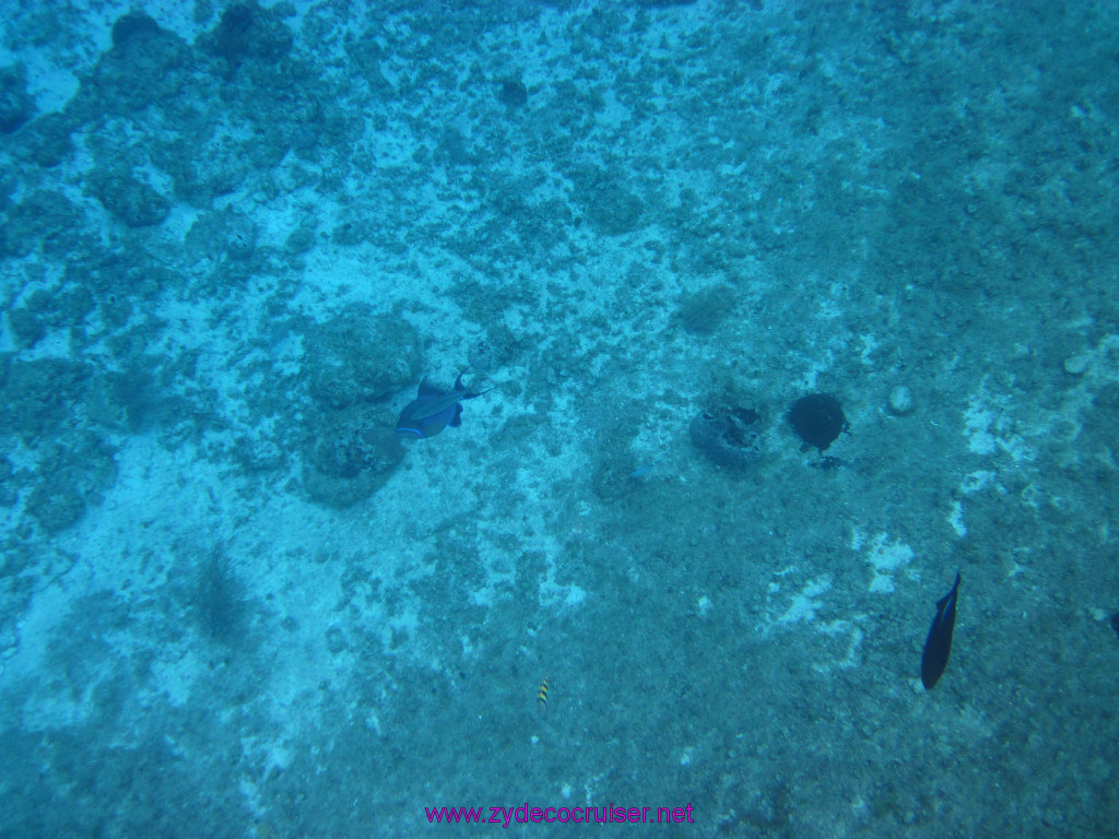 070: Carnival Elation Cruise, Cozumel, Two Reef Snorkeling by Boat, 
