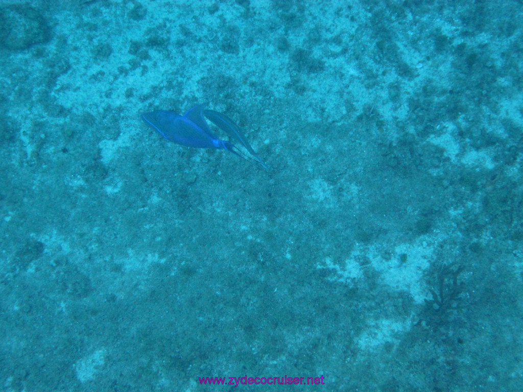 071: Carnival Elation Cruise, Cozumel, Two Reef Snorkeling by Boat, 