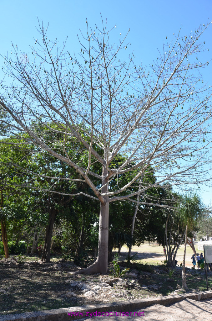 071: Carnival Elation, Progreso, Uxmal, Kapok tree
