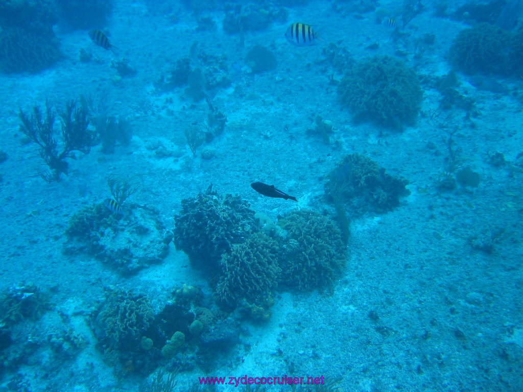 125: Carnival Elation 2004 Cruise, Cozumel, Eagle Ray Divers, 3 Reef Snorkel Tour, 