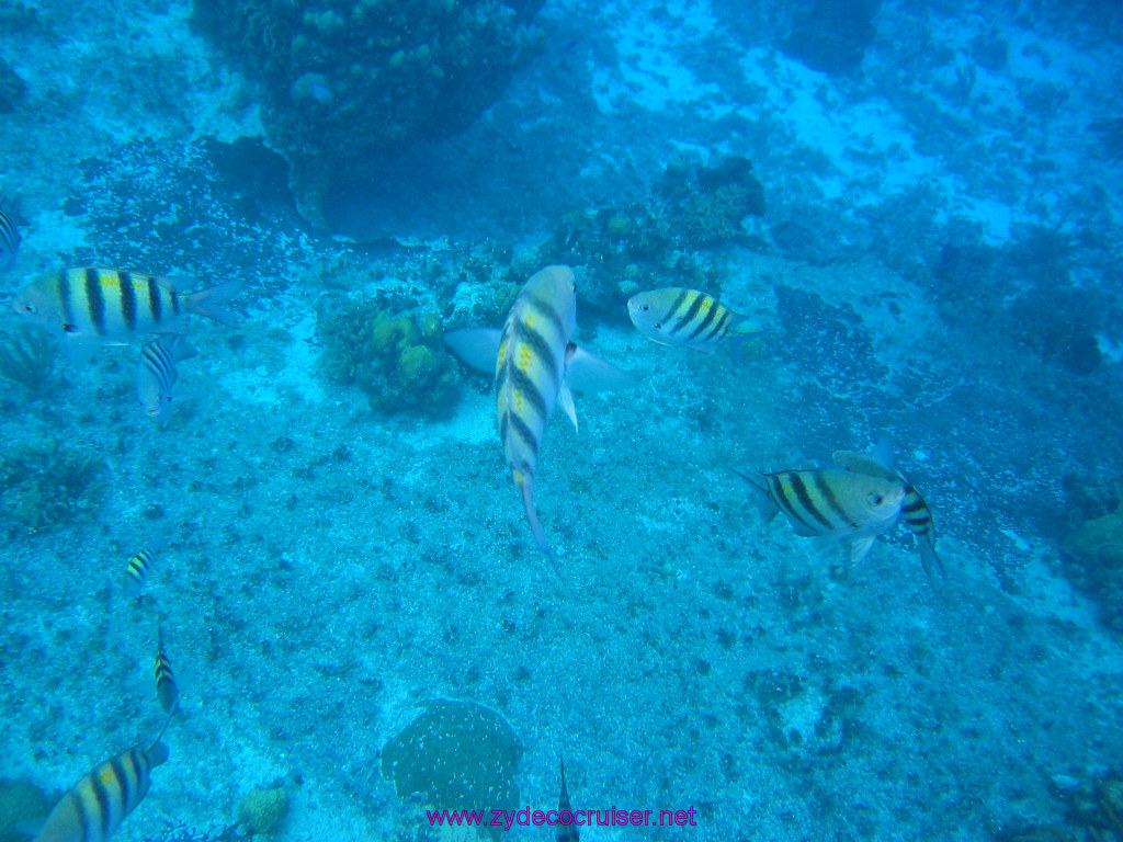126: Carnival Elation 2004 Cruise, Cozumel, Eagle Ray Divers, 3 Reef Snorkel Tour, 