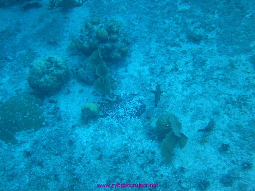 128: Carnival Elation 2004 Cruise, Cozumel, Eagle Ray Divers, 3 Reef Snorkel Tour, 