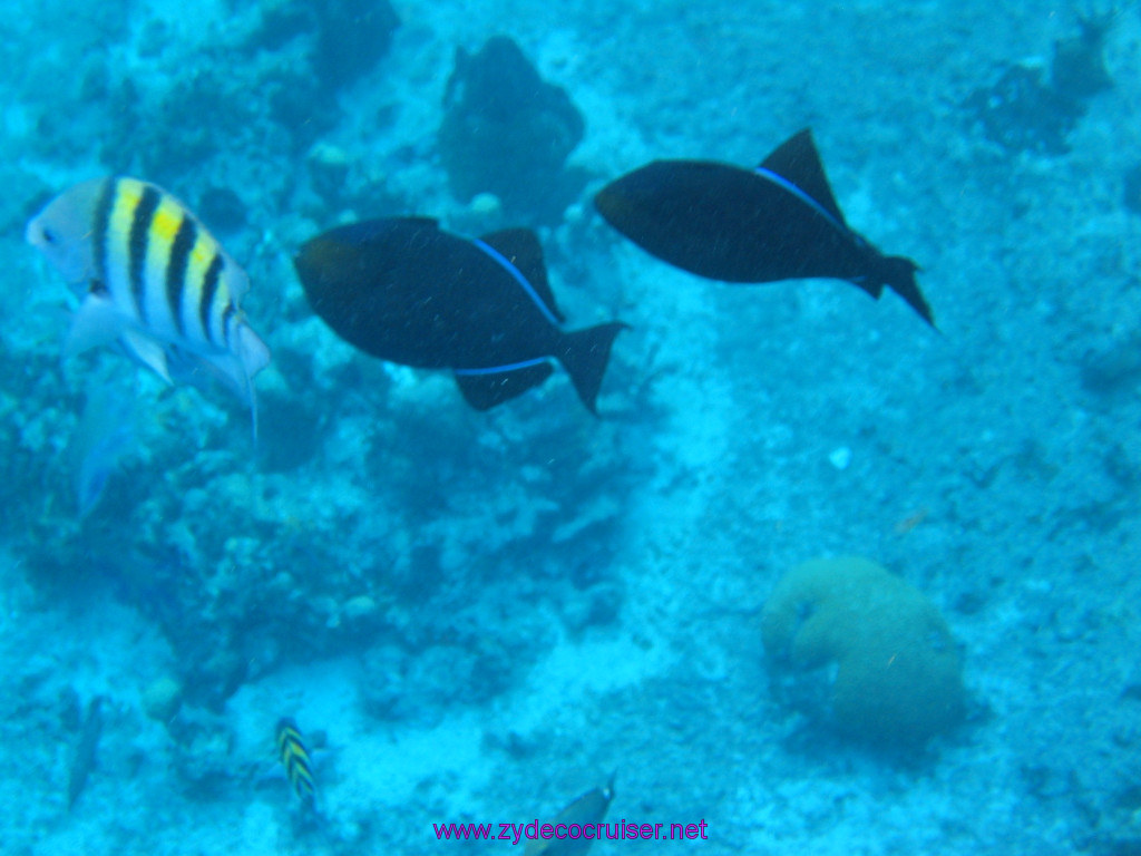131: Carnival Elation 2004 Cruise, Cozumel, Eagle Ray Divers, 3 Reef Snorkel Tour, 