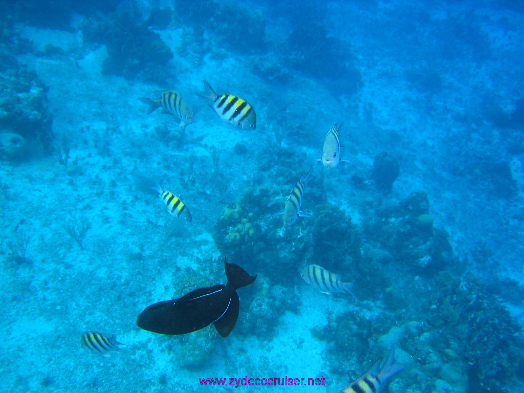 134: Carnival Elation 2004 Cruise, Cozumel, Eagle Ray Divers, 3 Reef Snorkel Tour, 