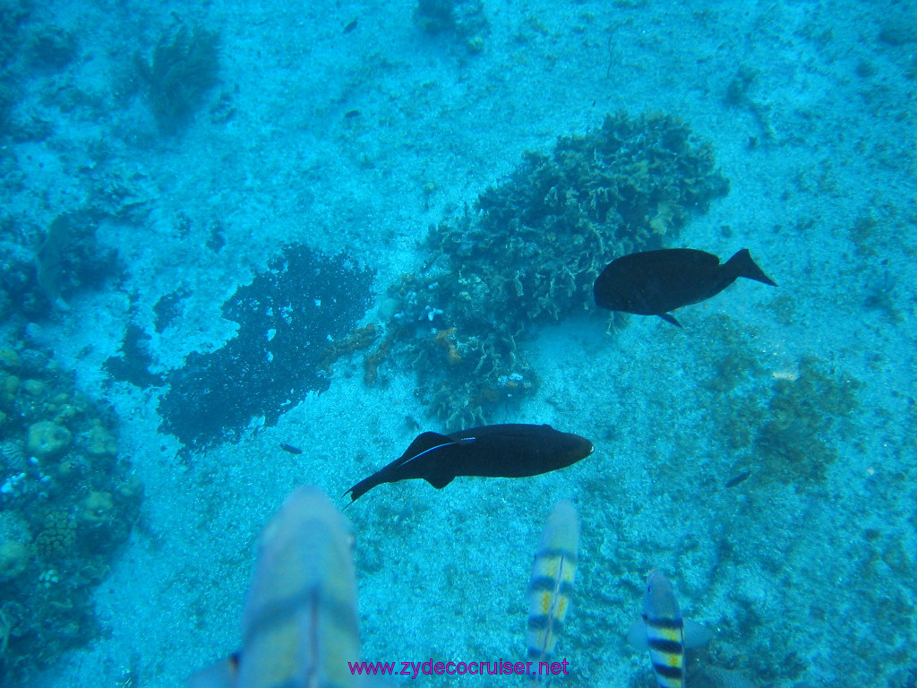 135: Carnival Elation 2004 Cruise, Cozumel, Eagle Ray Divers, 3 Reef Snorkel Tour, 
