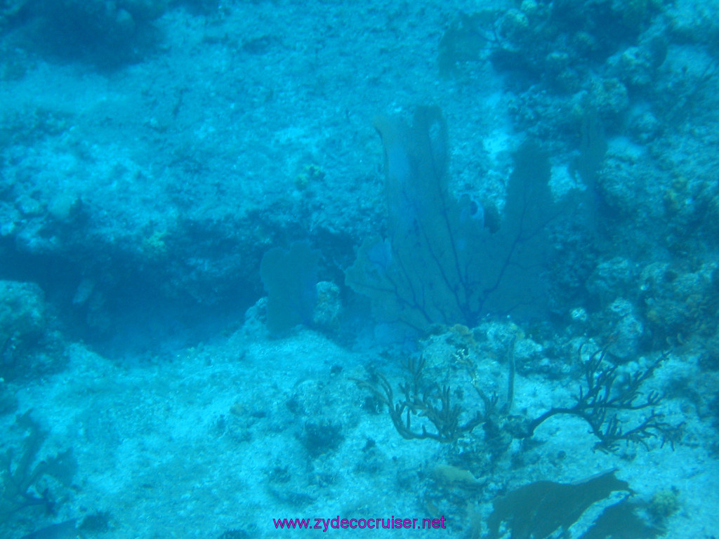 145: Carnival Elation 2004 Cruise, Cozumel, Eagle Ray Divers, 3 Reef Snorkel Tour, 
