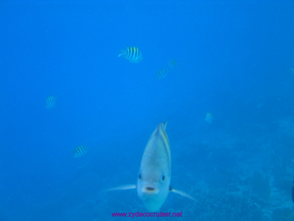 147: Carnival Elation 2004 Cruise, Cozumel, Eagle Ray Divers, 3 Reef Snorkel Tour, 