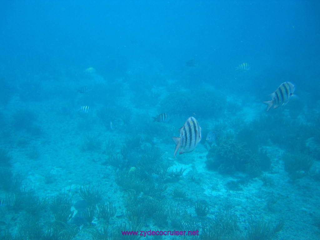 151: Carnival Elation 2004 Cruise, Cozumel, Eagle Ray Divers, 3 Reef Snorkel Tour, 