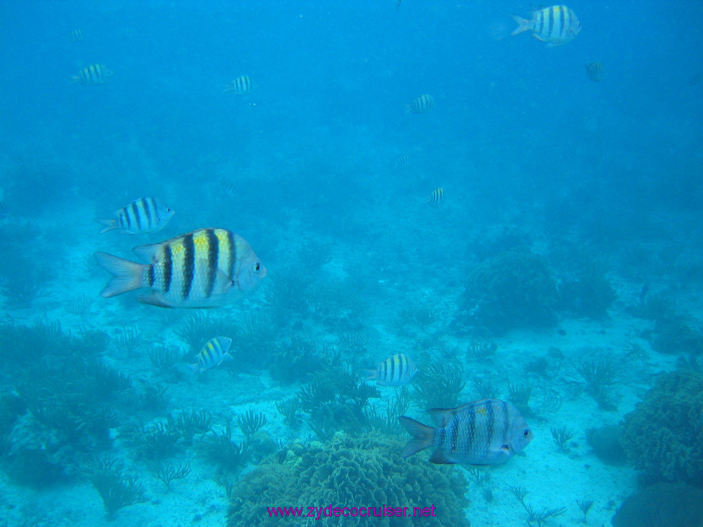 153: Carnival Elation 2004 Cruise, Cozumel, Eagle Ray Divers, 3 Reef Snorkel Tour, 