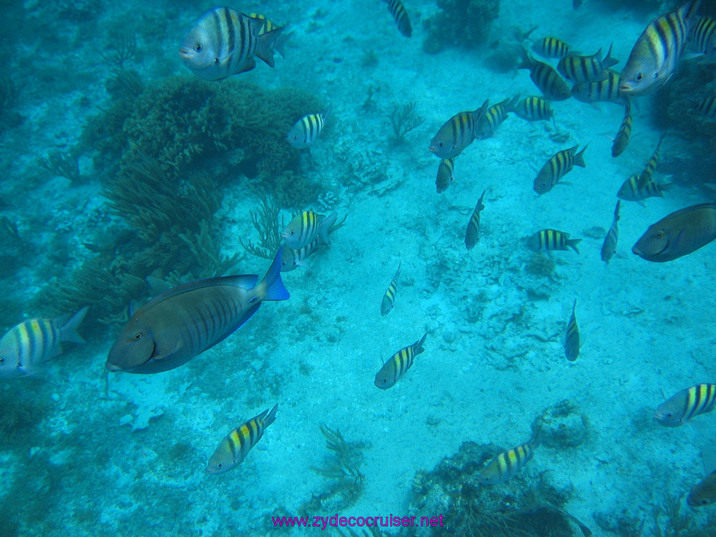 155: Carnival Elation 2004 Cruise, Cozumel, Eagle Ray Divers, 3 Reef Snorkel Tour, 