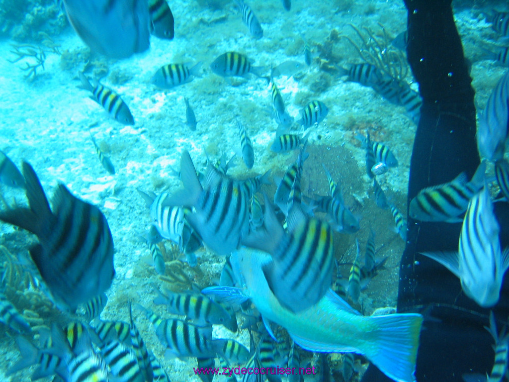 156: Carnival Elation 2004 Cruise, Cozumel, Eagle Ray Divers, 3 Reef Snorkel Tour, 