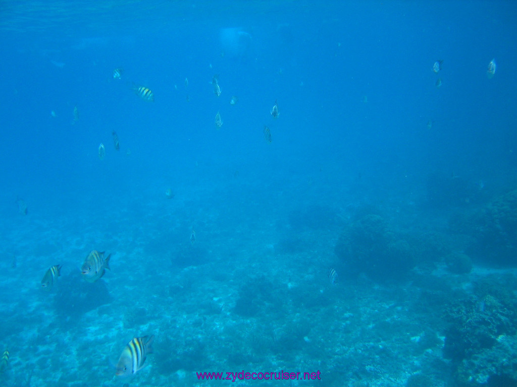 161: Carnival Elation 2004 Cruise, Cozumel, Eagle Ray Divers, 3 Reef Snorkel Tour, 