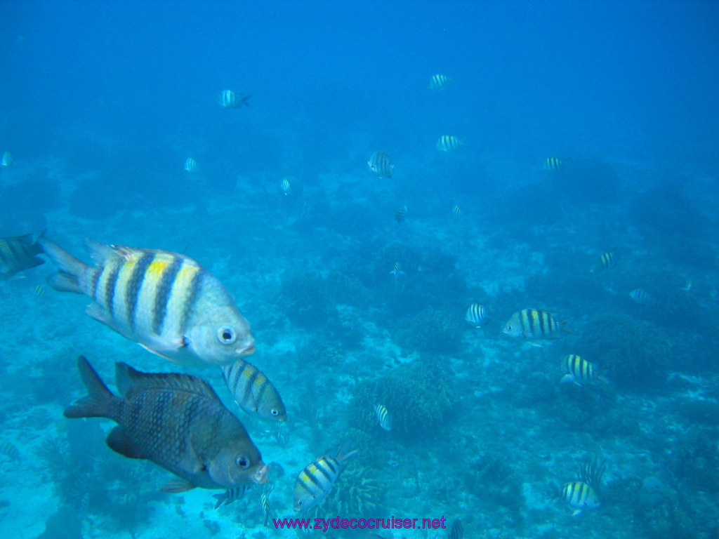 162: Carnival Elation 2004 Cruise, Cozumel, Eagle Ray Divers, 3 Reef Snorkel Tour, 
