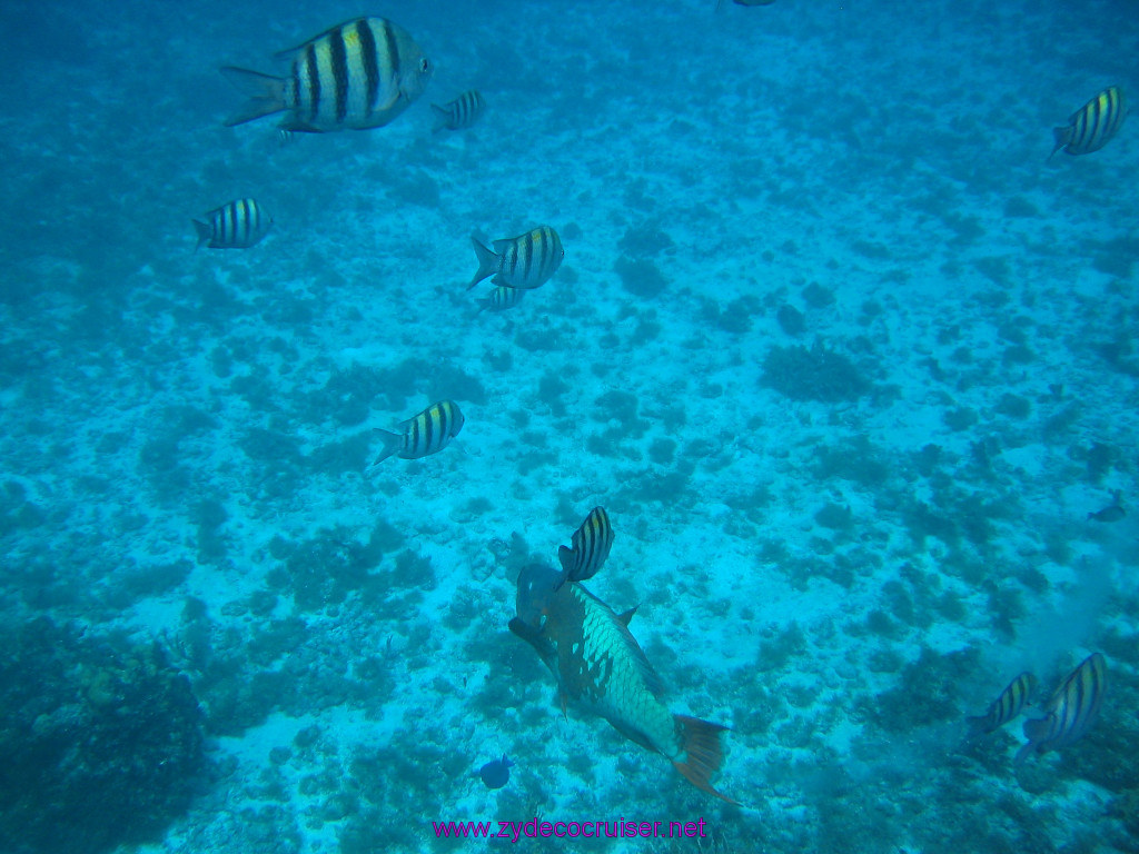 164: Carnival Elation 2004 Cruise, Cozumel, Eagle Ray Divers, 3 Reef Snorkel Tour, 