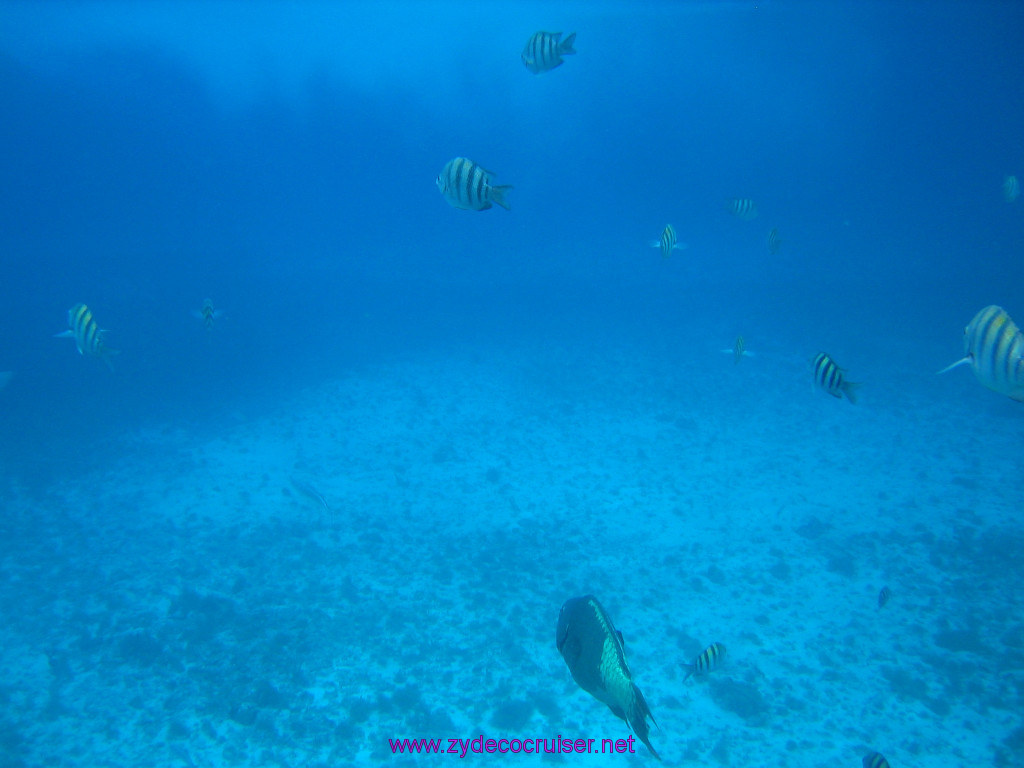 165: Carnival Elation 2004 Cruise, Cozumel, Eagle Ray Divers, 3 Reef Snorkel Tour, 