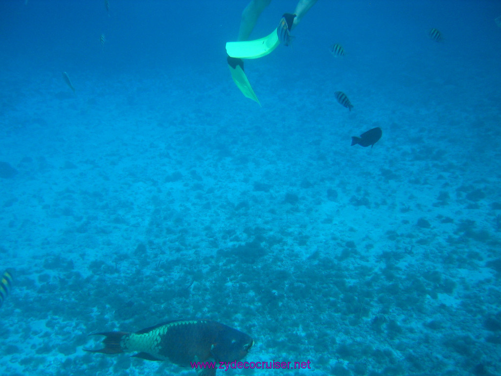 166: Carnival Elation 2004 Cruise, Cozumel, Eagle Ray Divers, 3 Reef Snorkel Tour, 