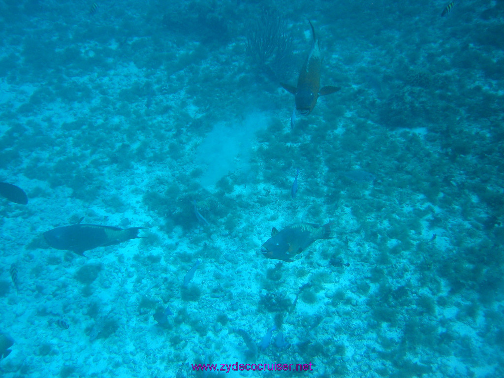167: Carnival Elation 2004 Cruise, Cozumel, Eagle Ray Divers, 3 Reef Snorkel Tour, 