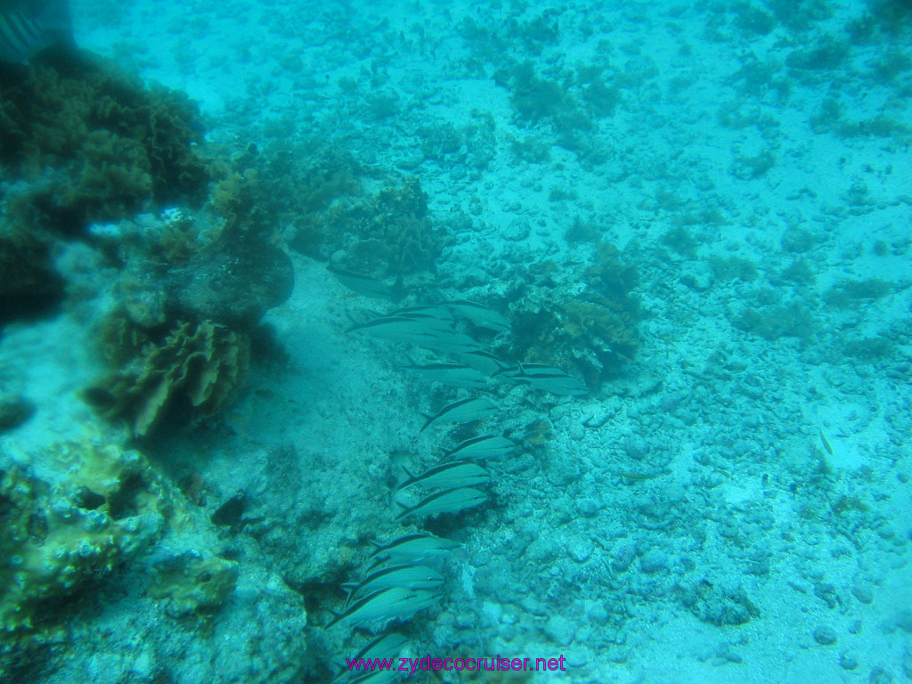 174: Carnival Elation 2004 Cruise, Cozumel, Eagle Ray Divers, 3 Reef Snorkel Tour, 