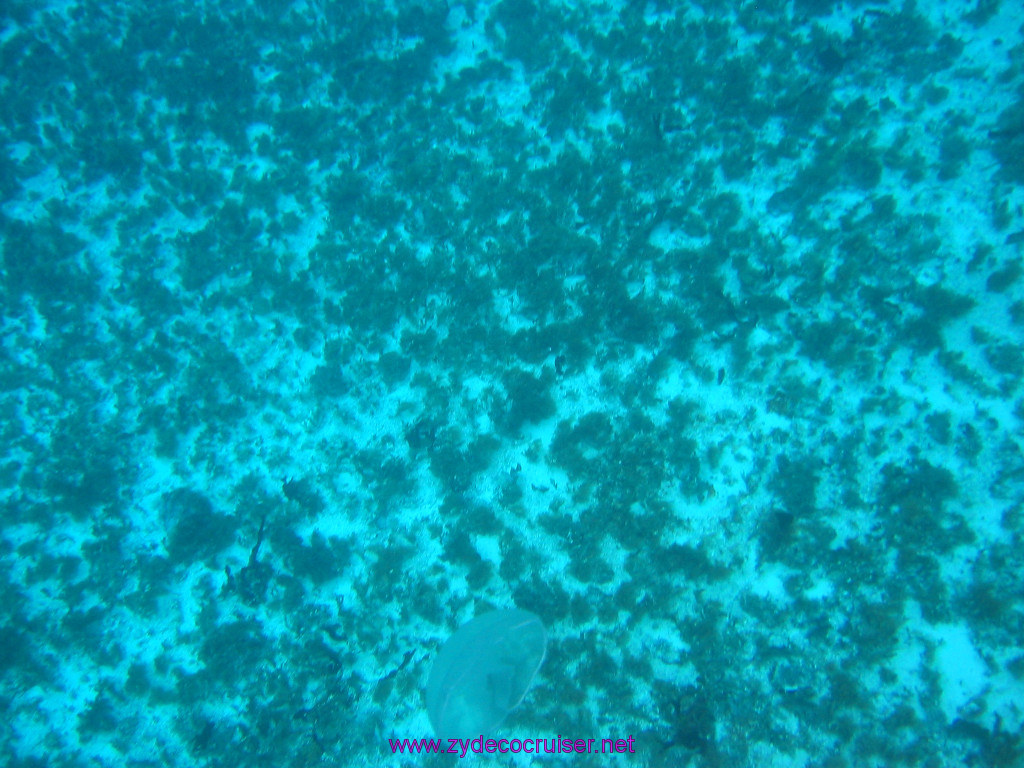 177: Carnival Elation 2004 Cruise, Cozumel, Eagle Ray Divers, 3 Reef Snorkel Tour, 