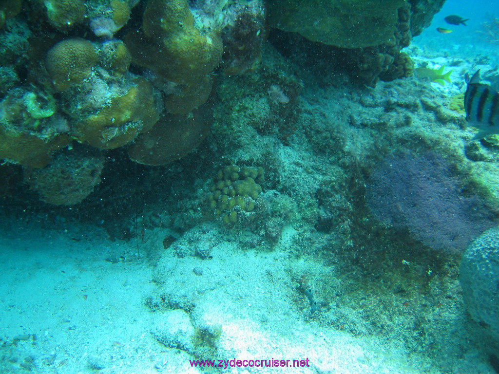 183: Carnival Elation 2004 Cruise, Cozumel, Eagle Ray Divers, 3 Reef Snorkel Tour, 