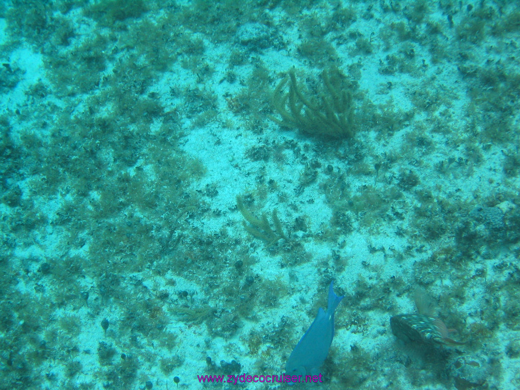 184: Carnival Elation 2004 Cruise, Cozumel, Eagle Ray Divers, 3 Reef Snorkel Tour, 
