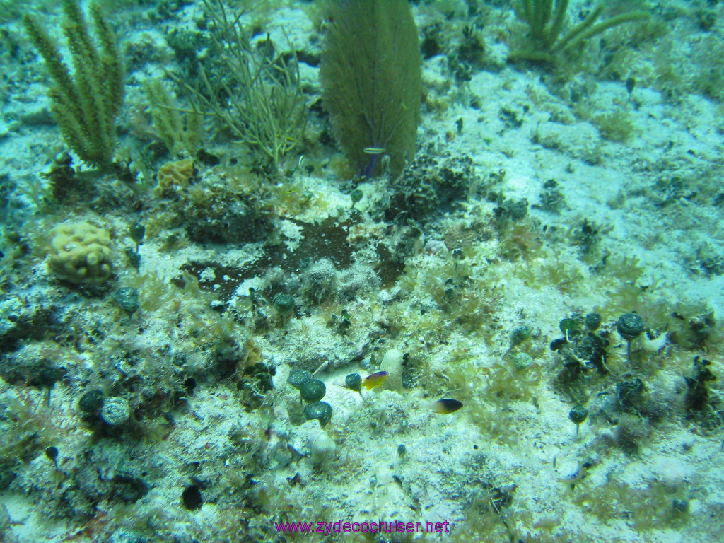 185: Carnival Elation 2004 Cruise, Cozumel, Eagle Ray Divers, 3 Reef Snorkel Tour, 