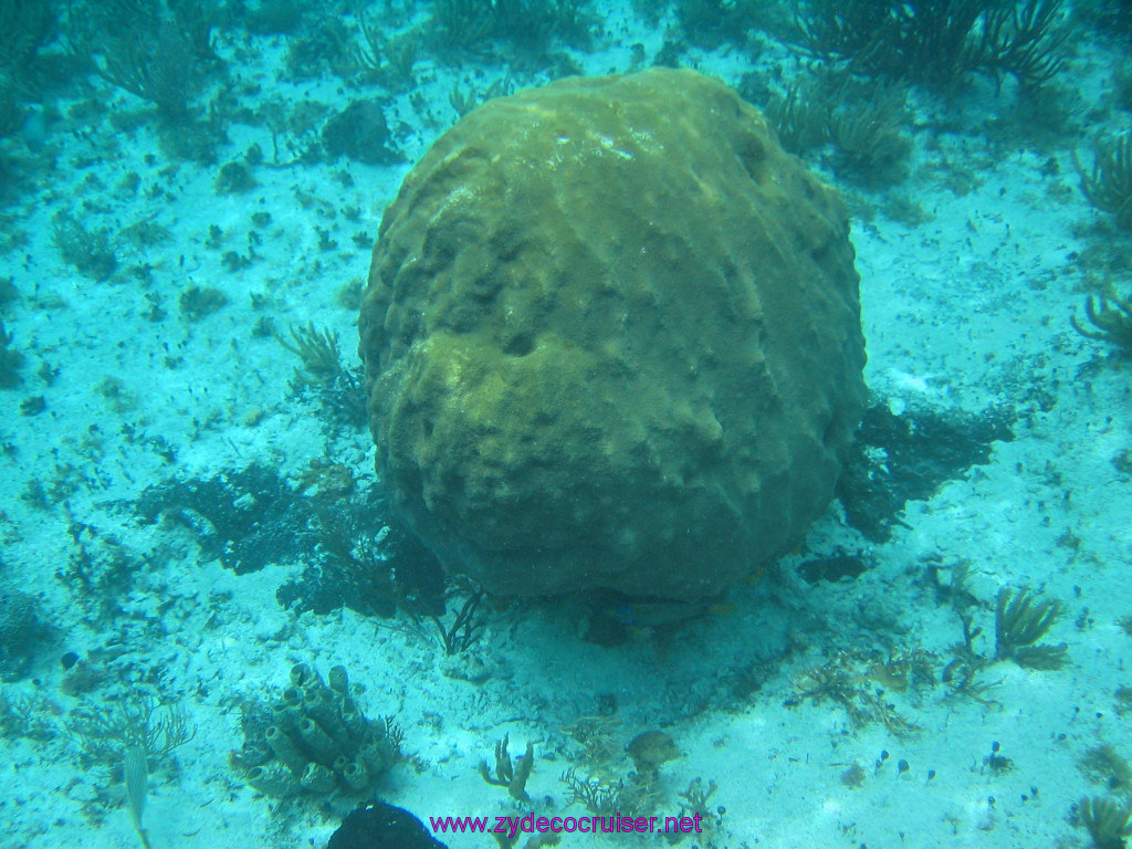 188: Carnival Elation 2004 Cruise, Cozumel, Eagle Ray Divers, 3 Reef Snorkel Tour, 