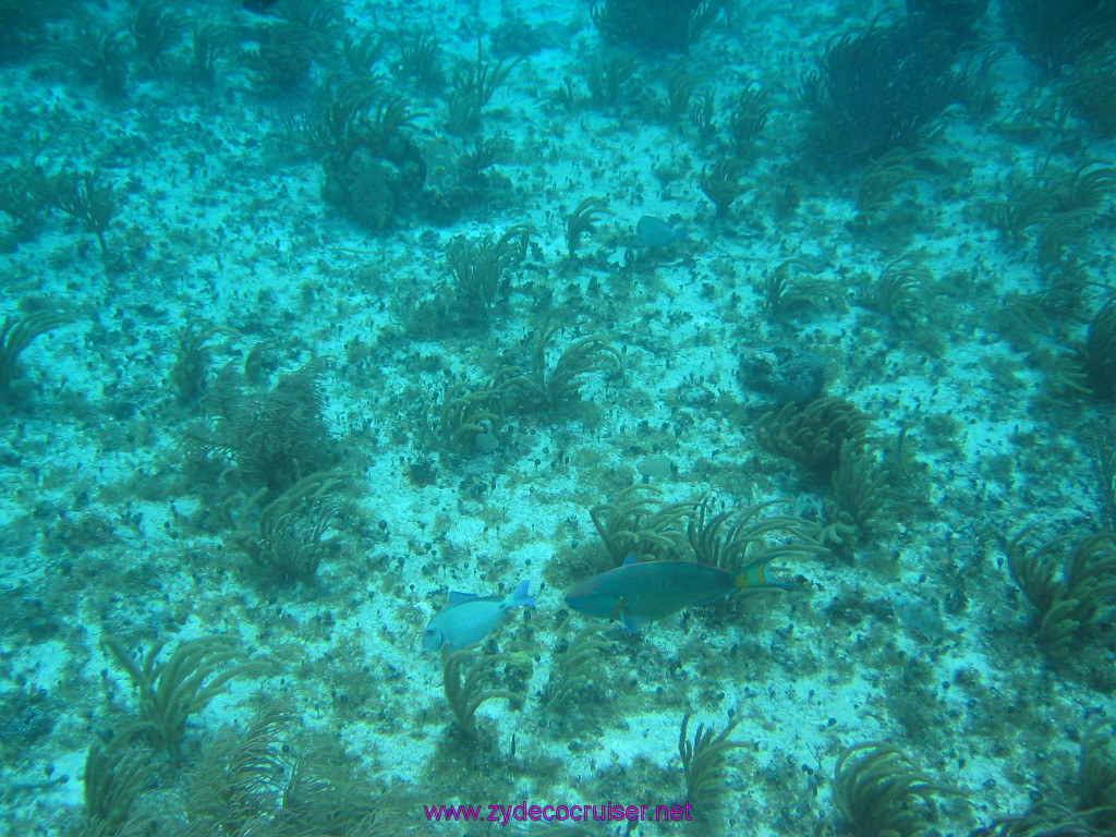 189: Carnival Elation 2004 Cruise, Cozumel, Eagle Ray Divers, 3 Reef Snorkel Tour, 