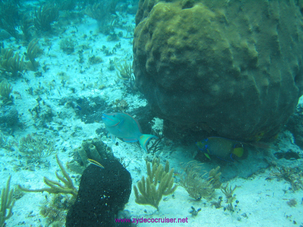 190: Carnival Elation 2004 Cruise, Cozumel, Eagle Ray Divers, 3 Reef Snorkel Tour, 