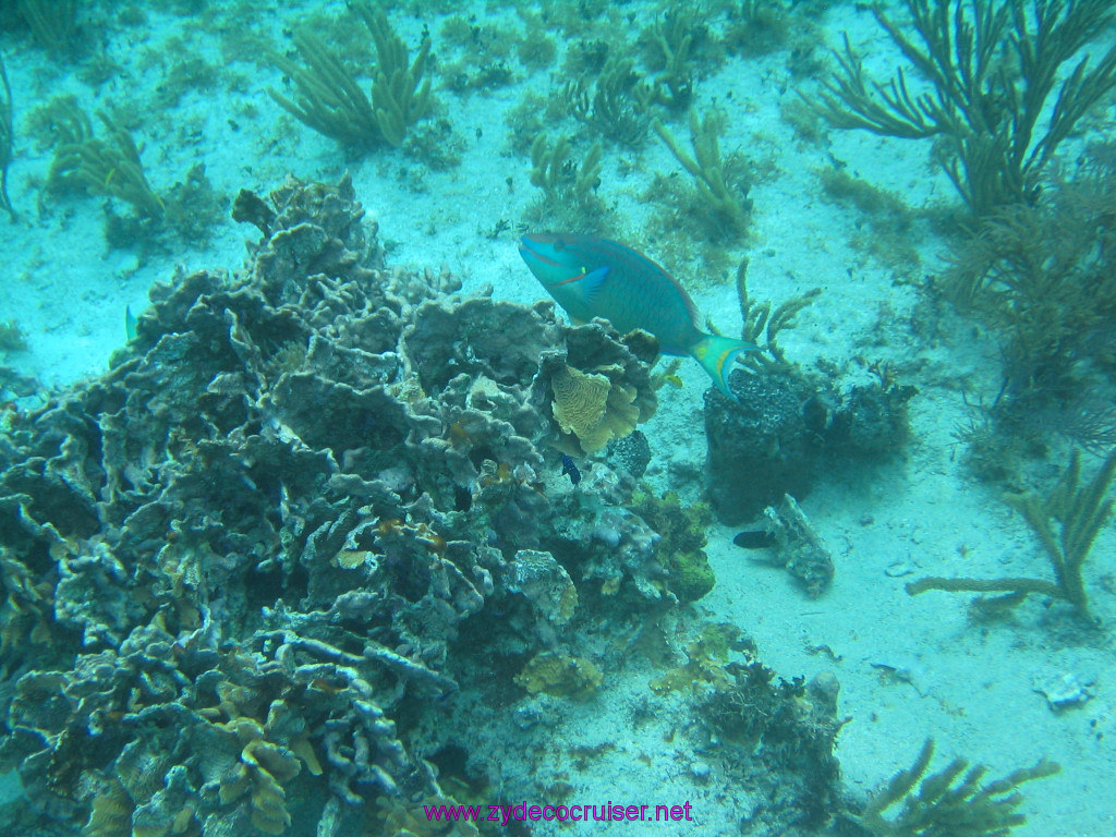 191: Carnival Elation 2004 Cruise, Cozumel, Eagle Ray Divers, 3 Reef Snorkel Tour, 