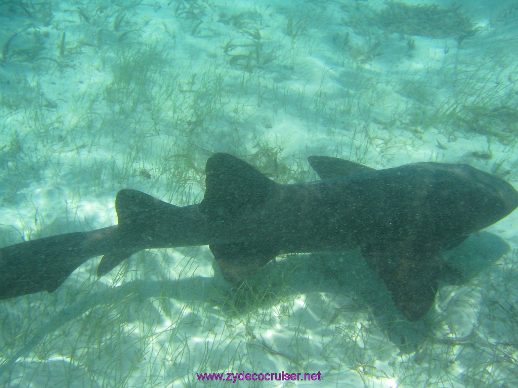 206: Carnival Elation 2004 Cruise, Belize, Shark Ray Alley and Caye Caulker, 