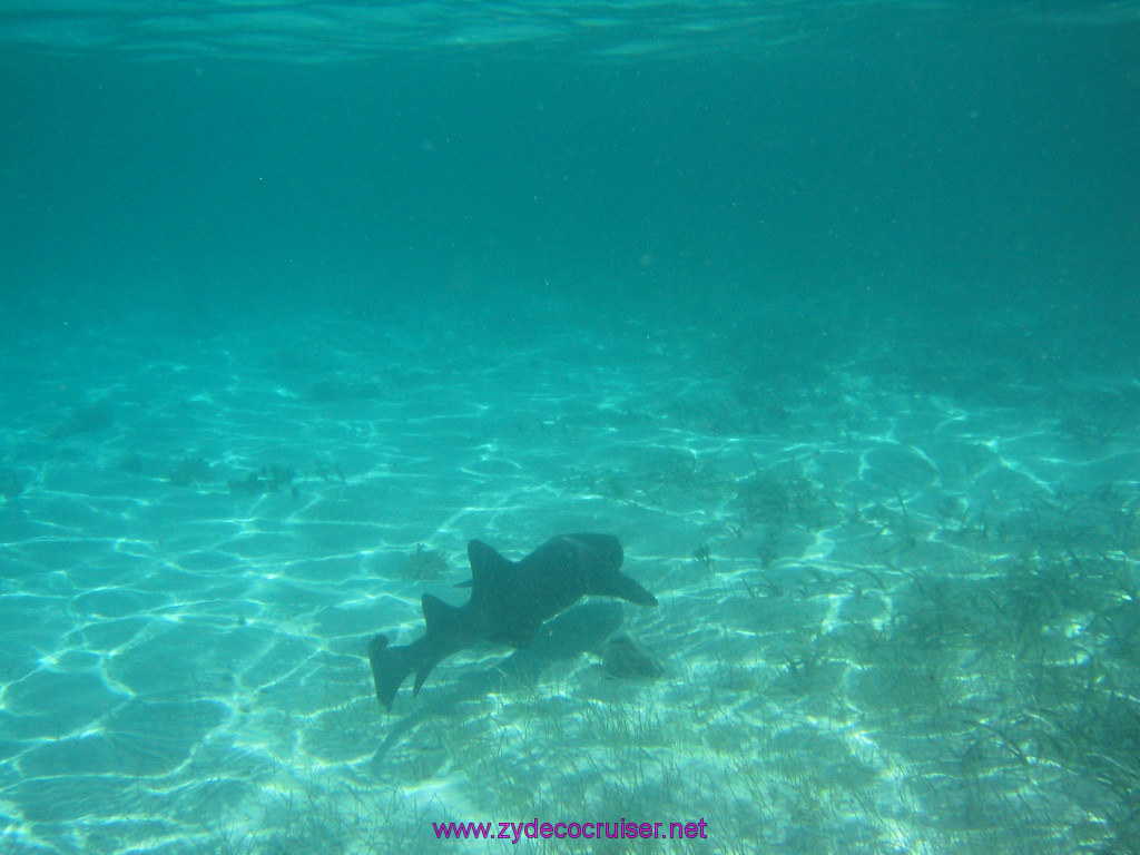 207: Carnival Elation 2004 Cruise, Belize, Shark Ray Alley and Caye Caulker, 