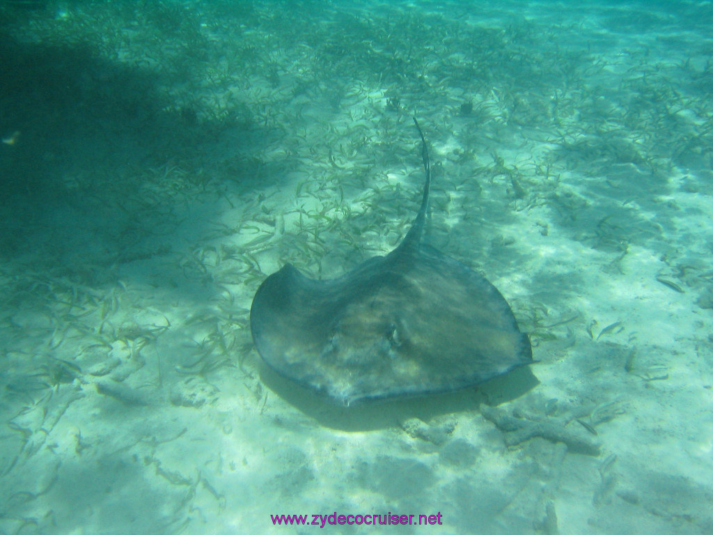 234: Carnival Elation 2004 Cruise, Belize, Shark Ray Alley and Caye Caulker, 