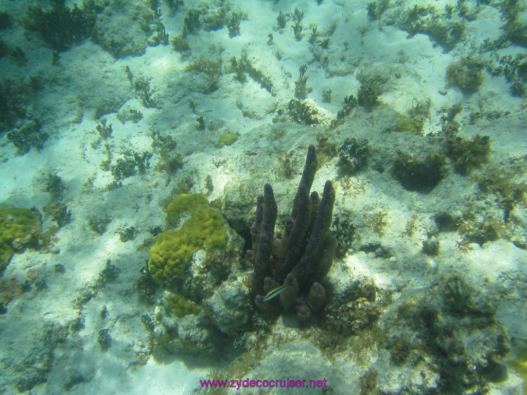 248: Carnival Elation 2004 Cruise, Belize, Shark Ray Alley and Caye Caulker, 