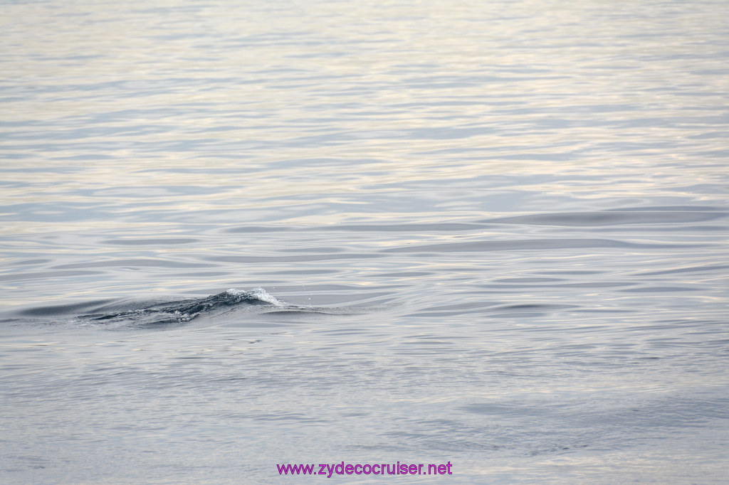 073: Carnival Inspiration, Catalina Island, Coastal Wild Dolphin Adventure, 