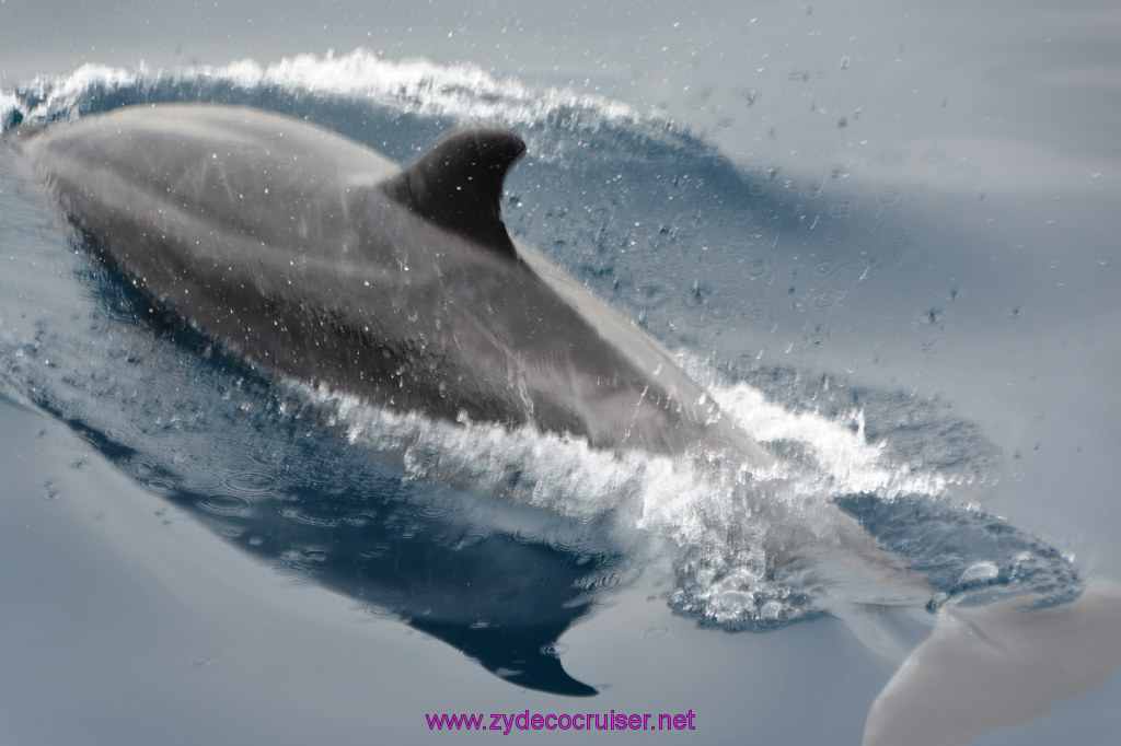 075: Carnival Inspiration, Catalina Island, Coastal Wild Dolphin Adventure, 
