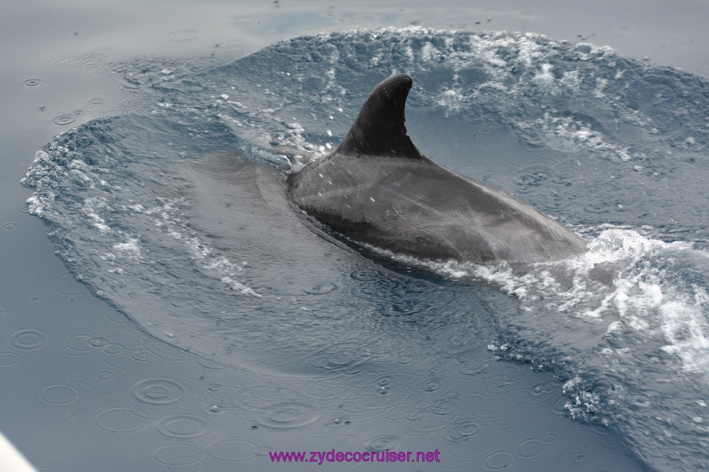 077: Carnival Inspiration, Catalina Island, Coastal Wild Dolphin Adventure, 