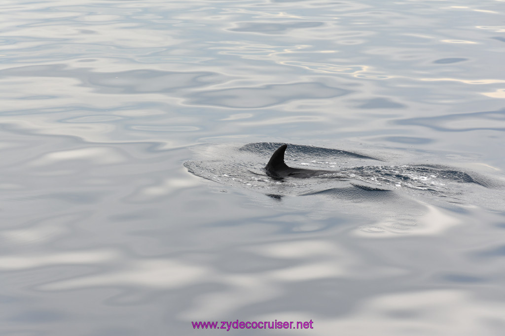 081: Carnival Inspiration, Catalina Island, Coastal Wild Dolphin Adventure, 
