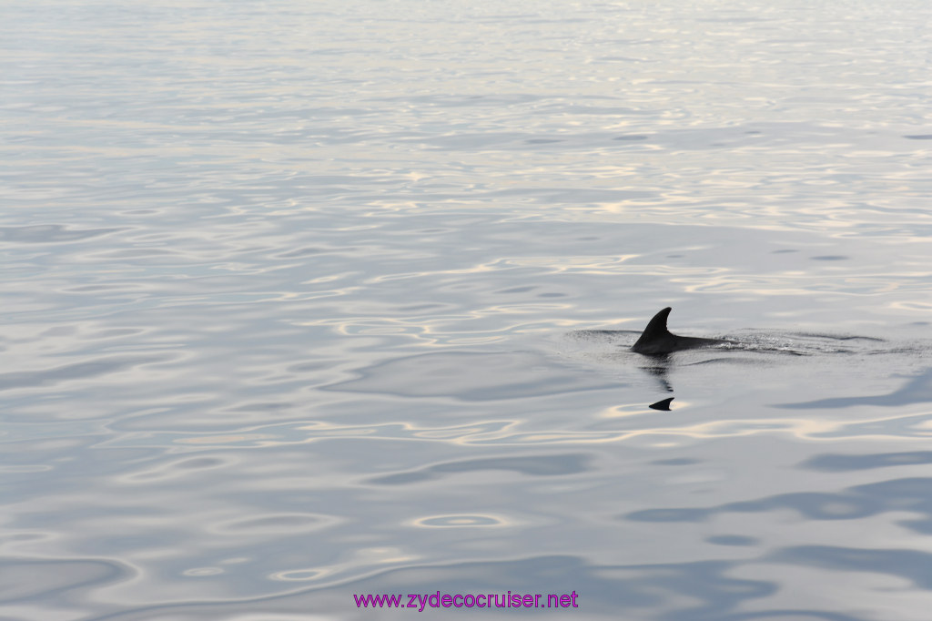 082: Carnival Inspiration, Catalina Island, Coastal Wild Dolphin Adventure, 