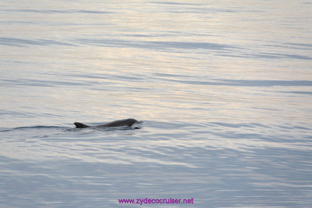 083: Carnival Inspiration, Catalina Island, Coastal Wild Dolphin Adventure, 