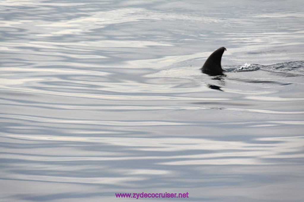 086: Carnival Inspiration, Catalina Island, Coastal Wild Dolphin Adventure, 