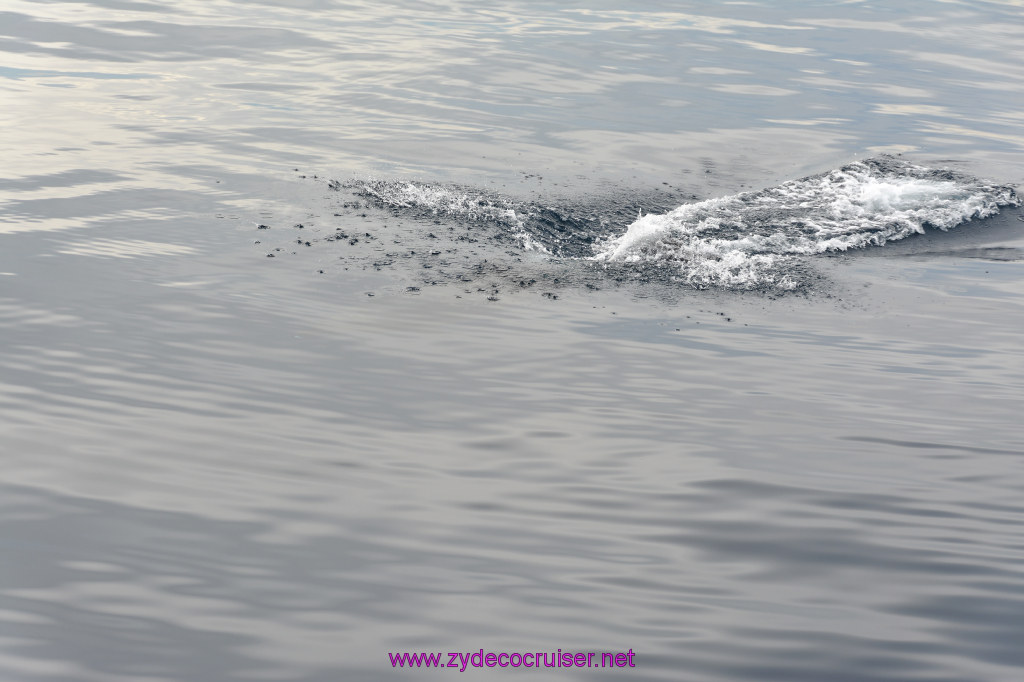 087: Carnival Inspiration, Catalina Island, Coastal Wild Dolphin Adventure, 